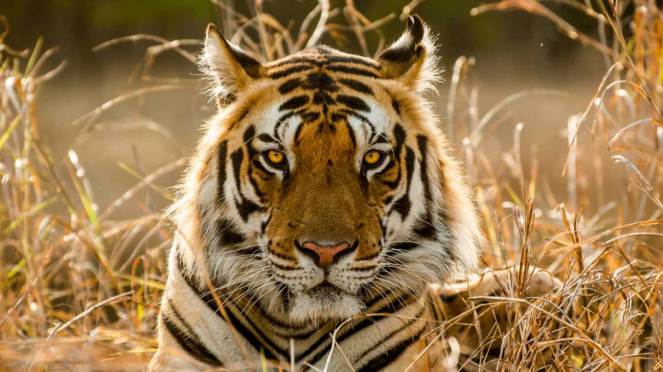 Cenora Tiger Alshad Ahmad Mati, Peek at 10 Dangers of Raising Tigers